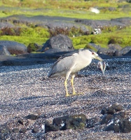 Black-crowned Night Heron